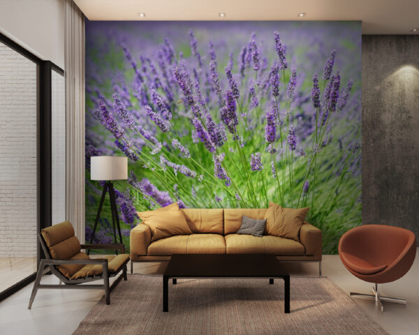 Lavender field in full bloom Wall murals Lavender field in full bloom